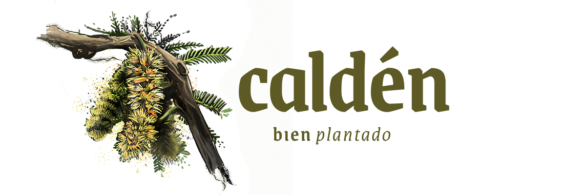 Calden. Bien plantado.
