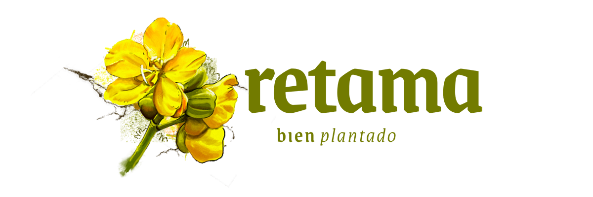 Retama. Bien plantado.