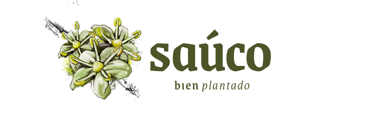 Sauco. Bien plantado.